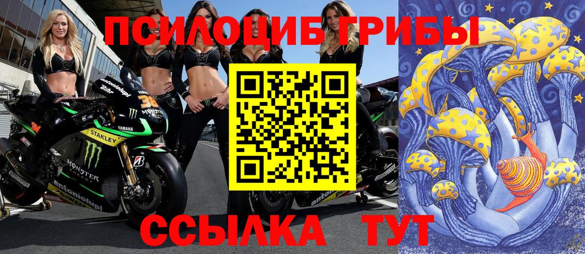 Псилоцибиновые грибы Cubensis Фурманов